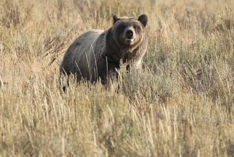 Hiker Assaulted by Bear in Yellowstone Air Lifted to Hospital