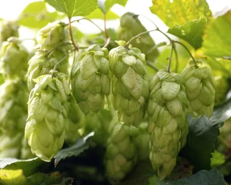 Build A Personal Brewing Corner: Growing Hops Turns Out Simple and Rewarding
