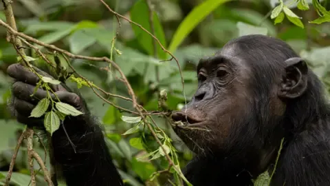 Apes Consuming an Amount Equal of One Lager Daily from Ripe Fruit, Study Reveals