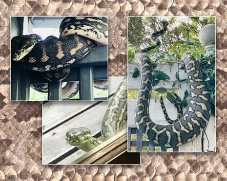 Welcoming my Reptiles in the Overhead Space: A Journey from Dread to Admiration