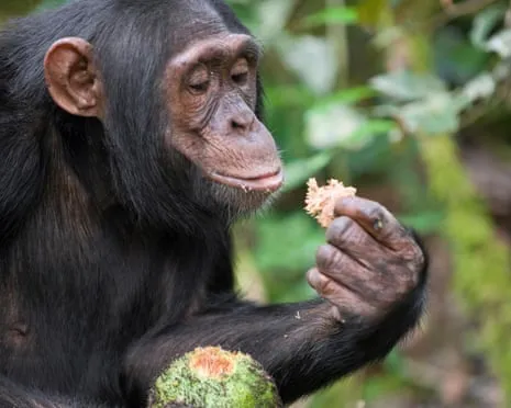 Apes Ingest Everyday Ethanol Equivalent to a Lager from Ripe Figs