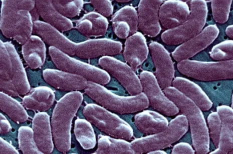 Louisiana Records Five Fatalities from Necrotizing Bacterium in Gulf Waters