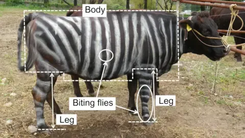 Zebra Cows and Non-Stick Cuisine Secure Tongue-in-Cheek Science Awards