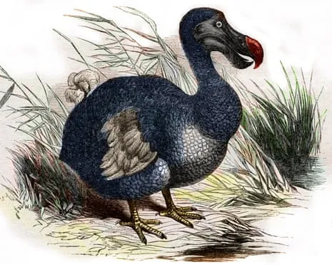 Researchers Assert They’ve Made a ‘Key Milestone’ in Resurrecting the Extinct Bird for the First Time in Three Centuries
